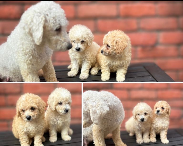 Poodle x bichon frise