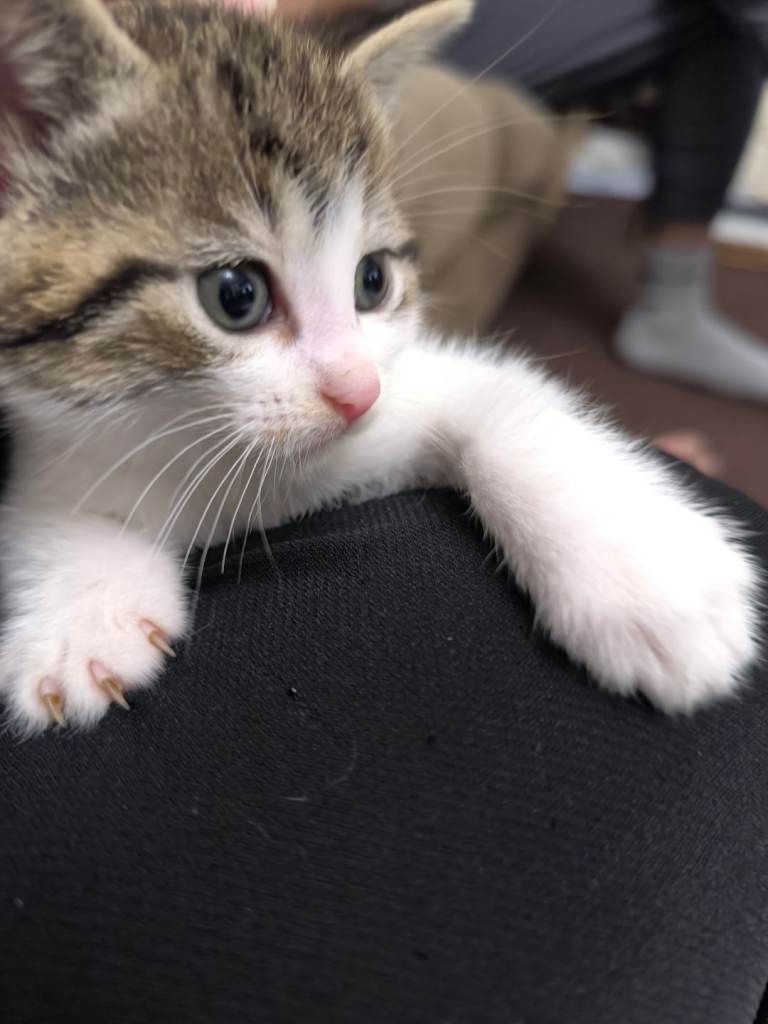 Kittens looking for a new home