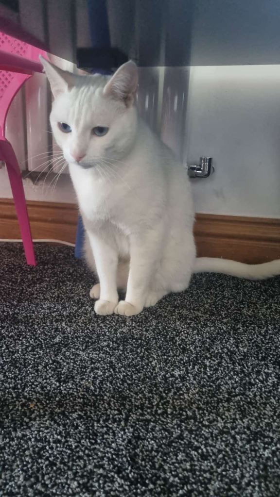Turkish angora cat