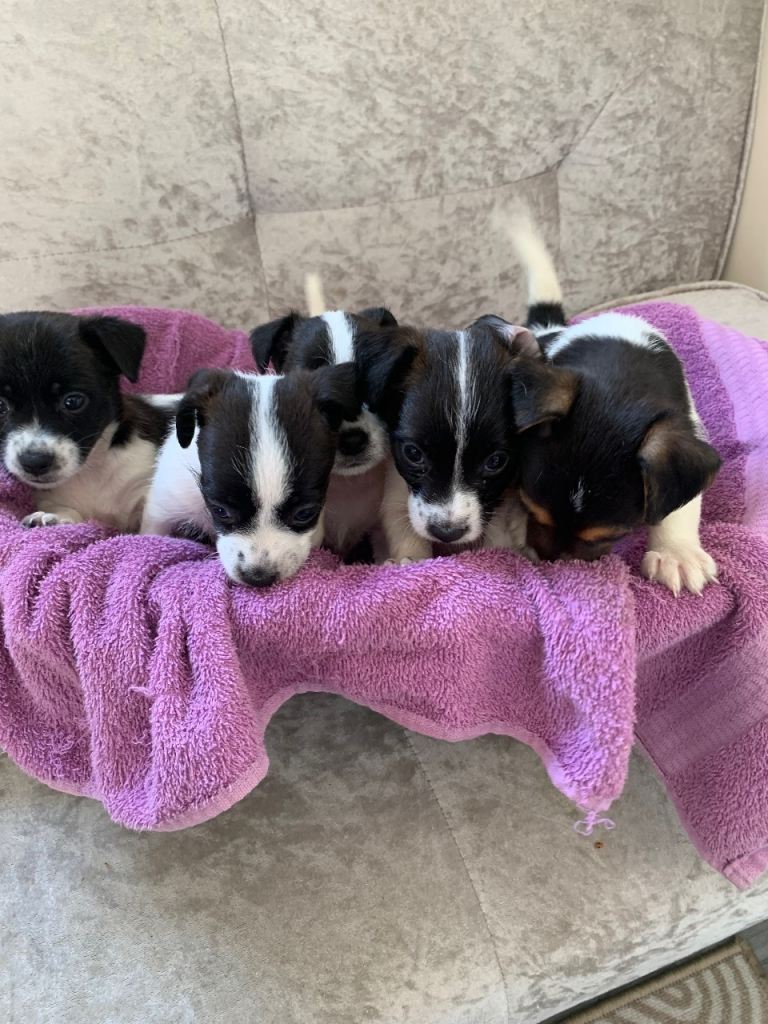 Miniature Jack Russell puppies