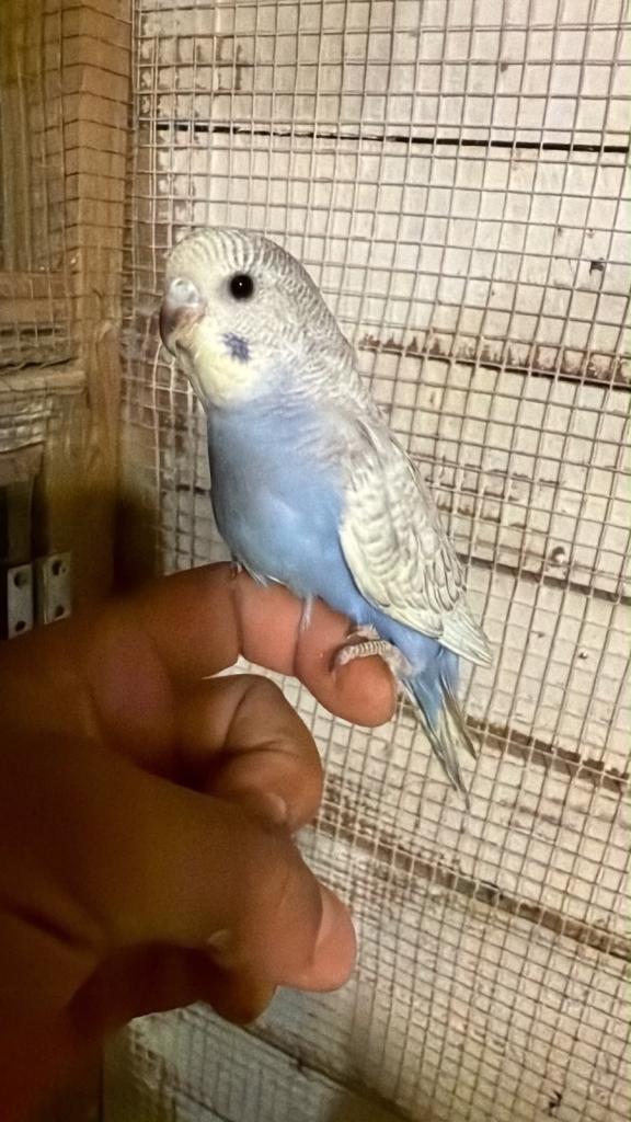 Baby budgies for sale £40 each collection mk404nn