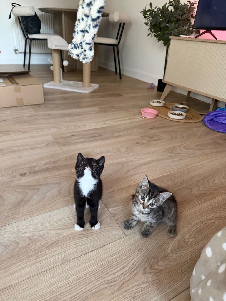 2 Kittens for sale