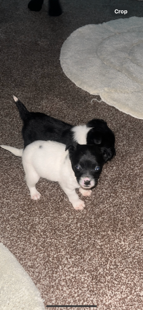 Jack Russell puppies