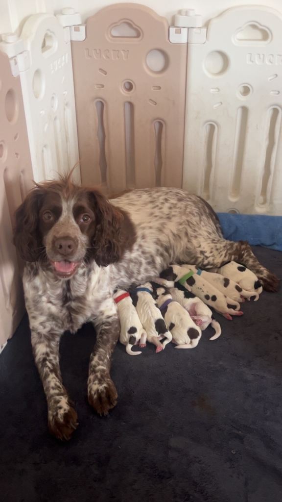 Sprocker puppies 