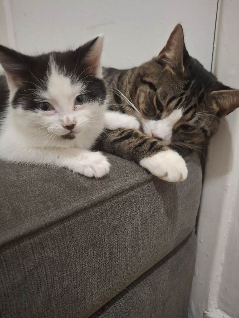 Playful Black & White Female Kitten – Indoor & Litter Trained