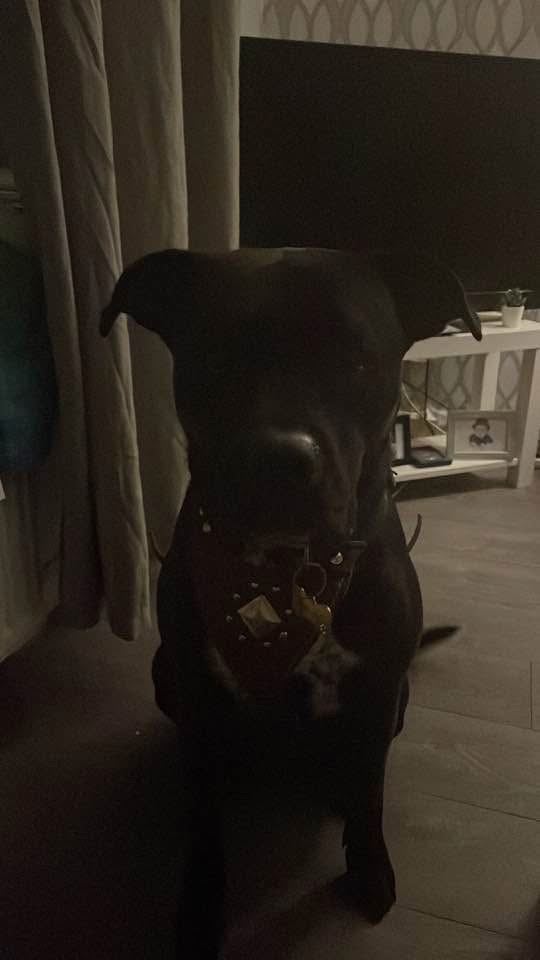 Hayley - Needs a loving home