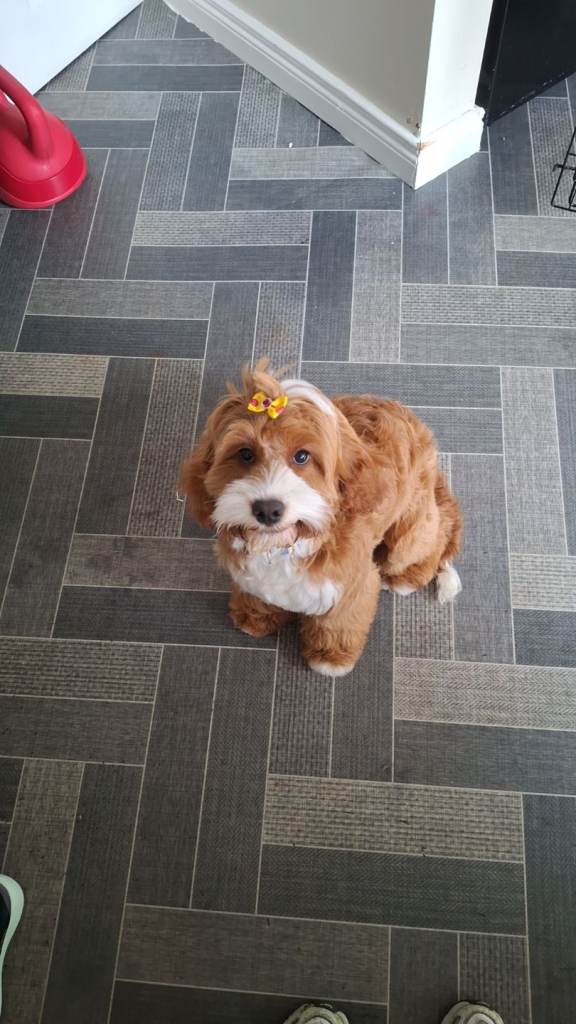 8 month old female