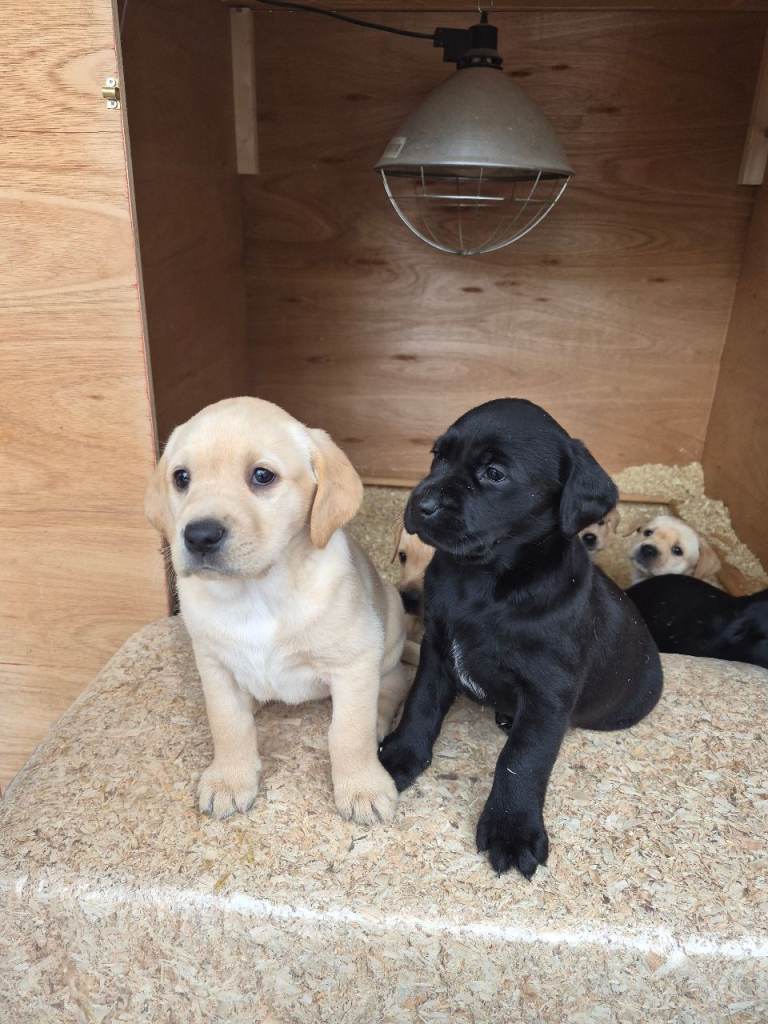 Labrador pups 