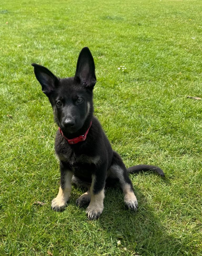 German Shepherd Puppy for Sale – 11 Weeks Old