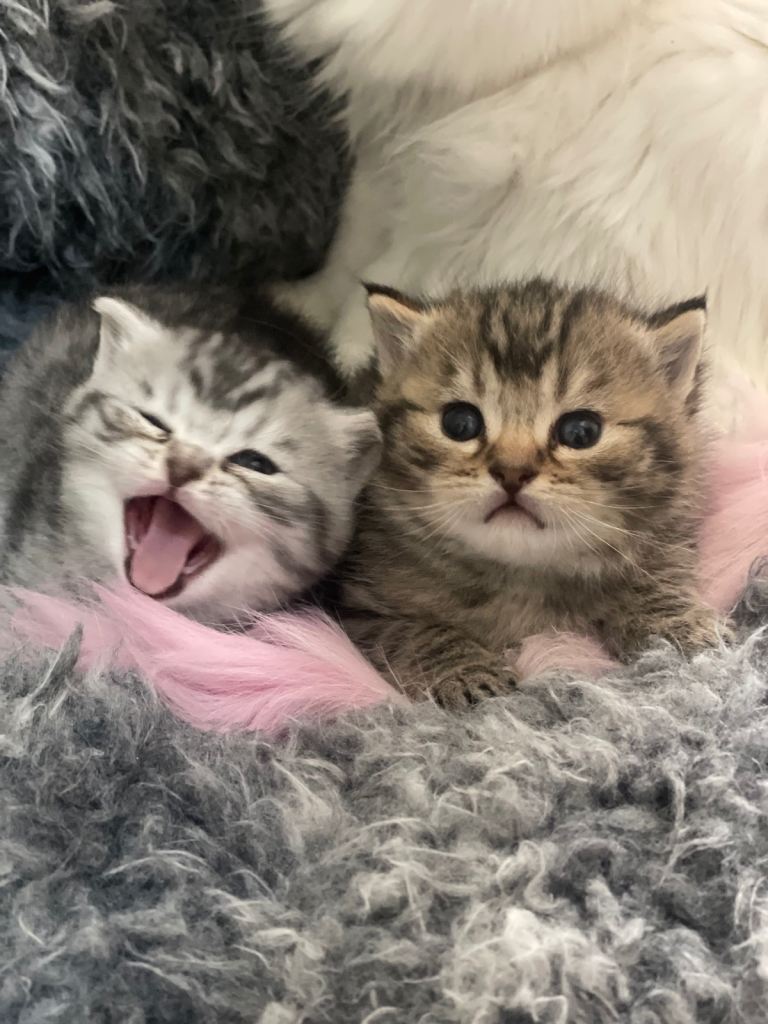 2 Tabby british short hair 