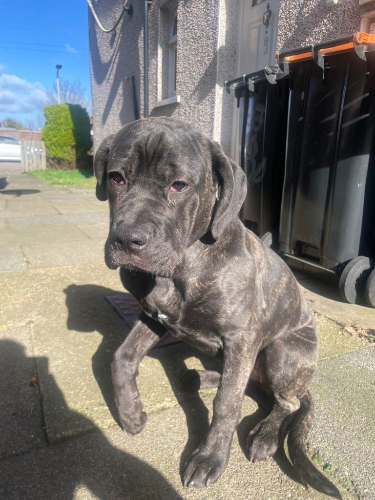 Beautiful Cane Corso Female 