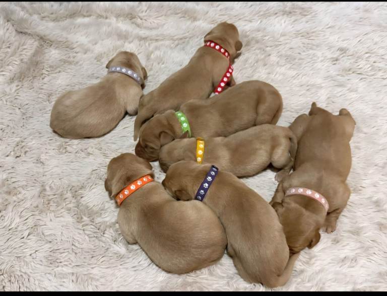 Red fox labradore puppies must see