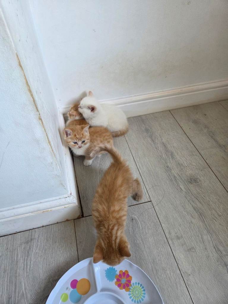 White and Ginger