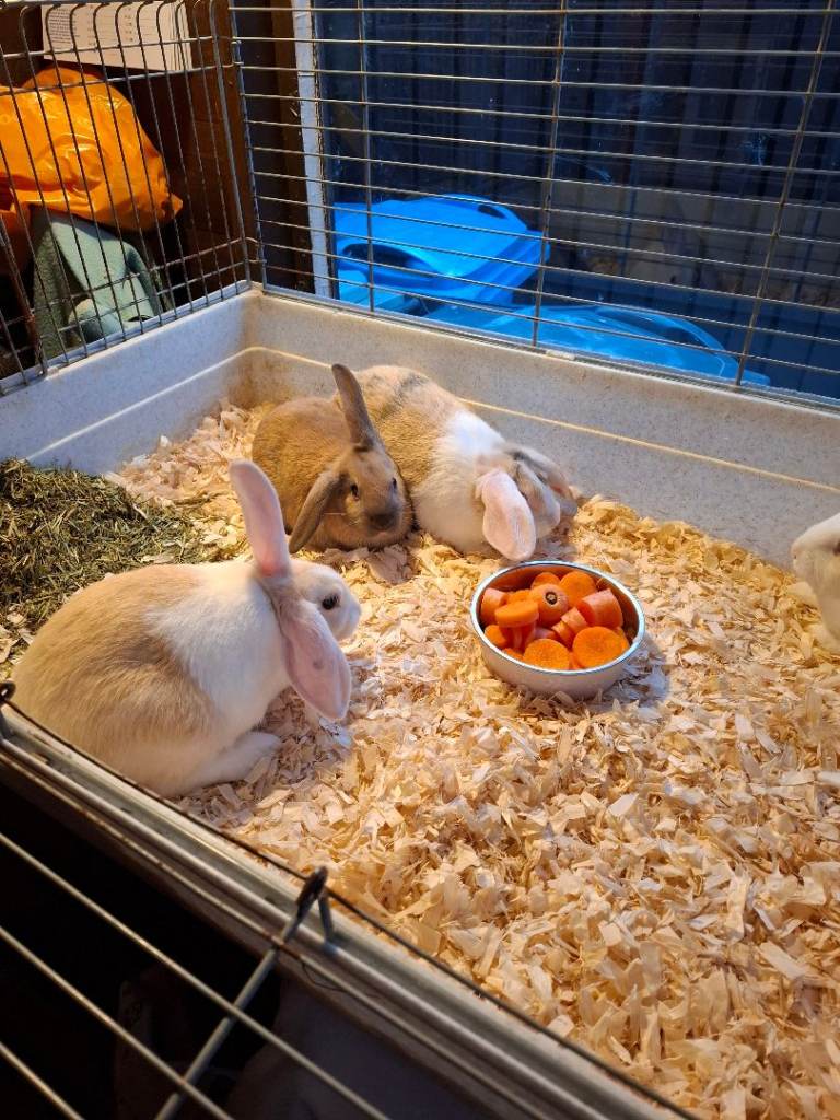 8 week old rabbits for sale