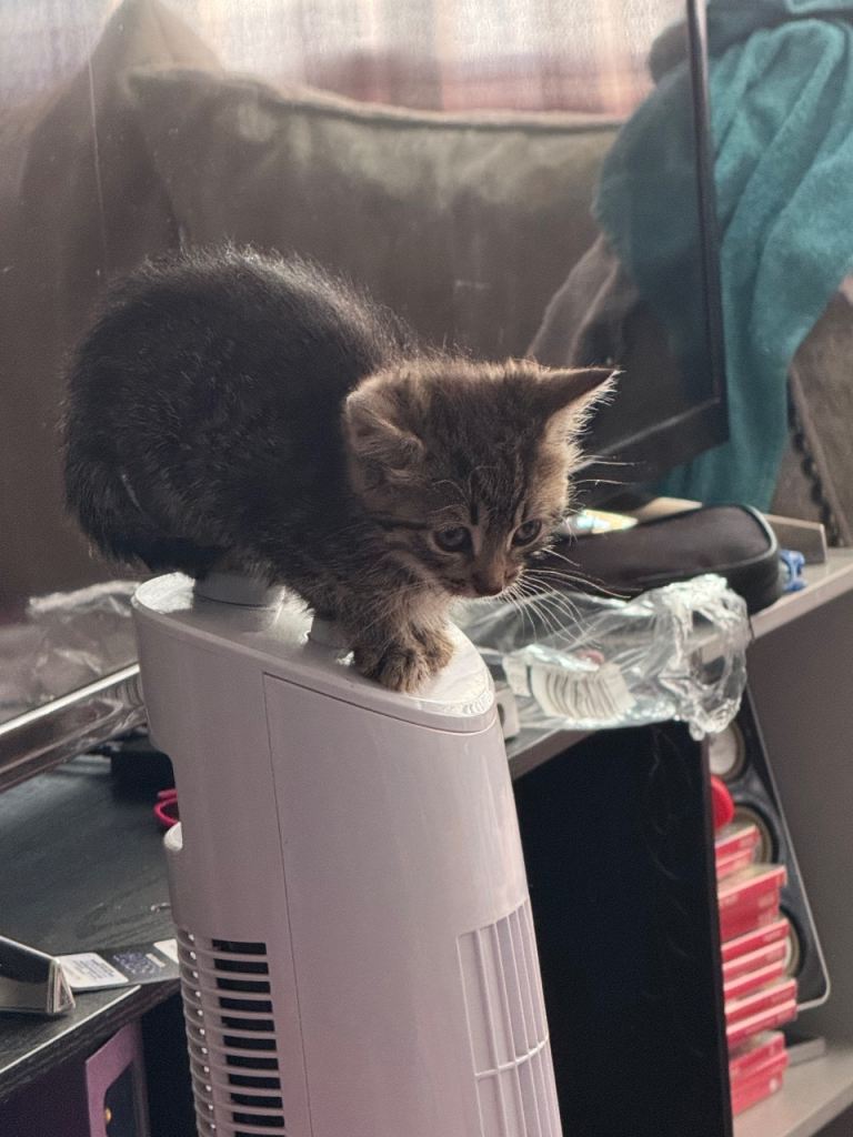 Kittens 
