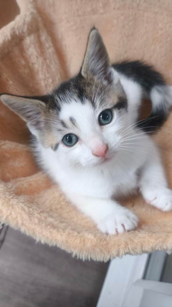 Calico Kittens – Ready Now