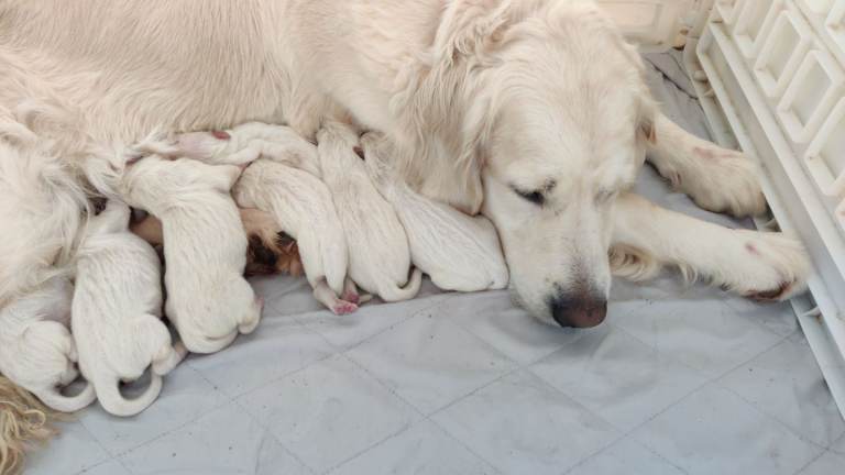 KCReg WHITE Golden Retriever puppies 
