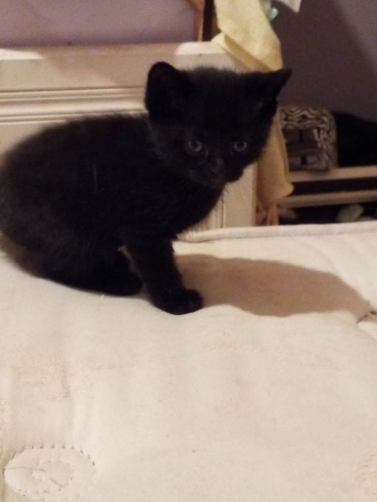 Beautiful rag doll kittens 