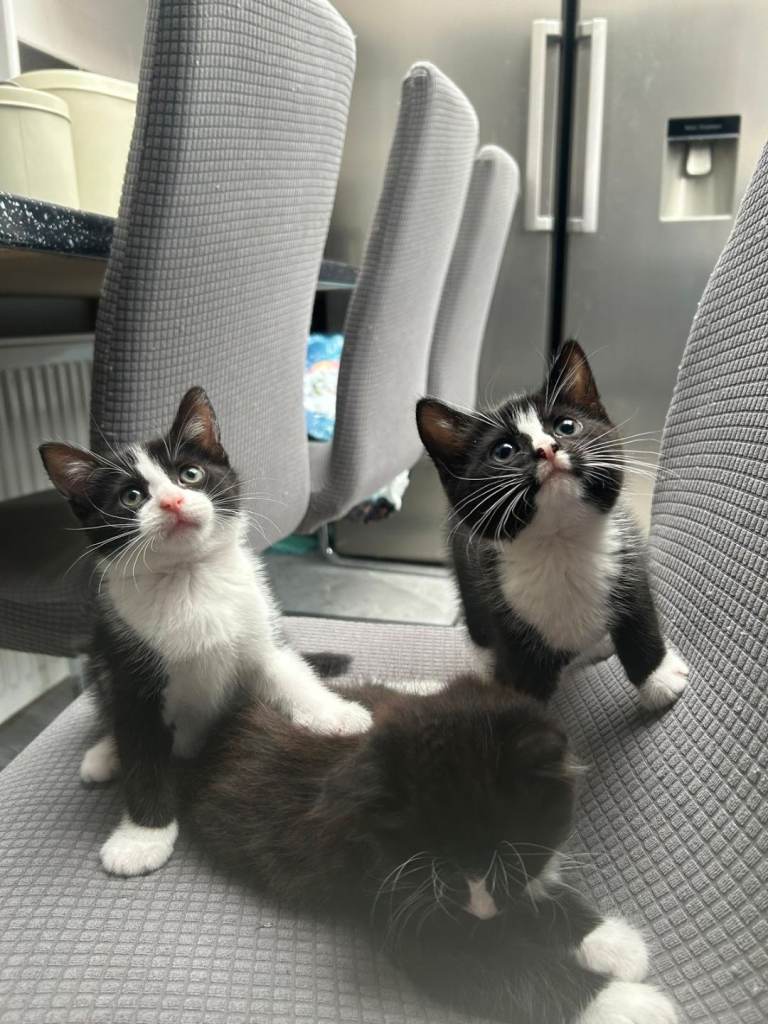 2 male kittens for sale 
