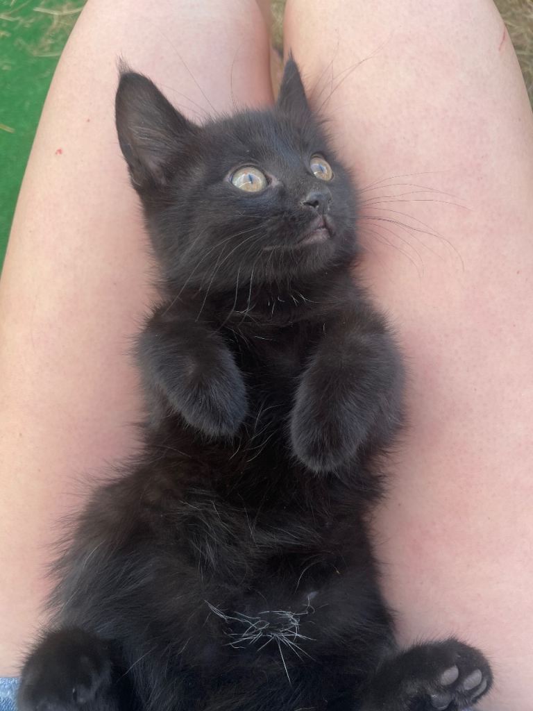 Kittens for sale