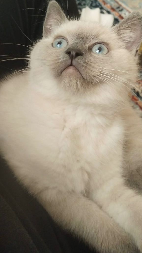 Ragdoll kitten looking for a new home