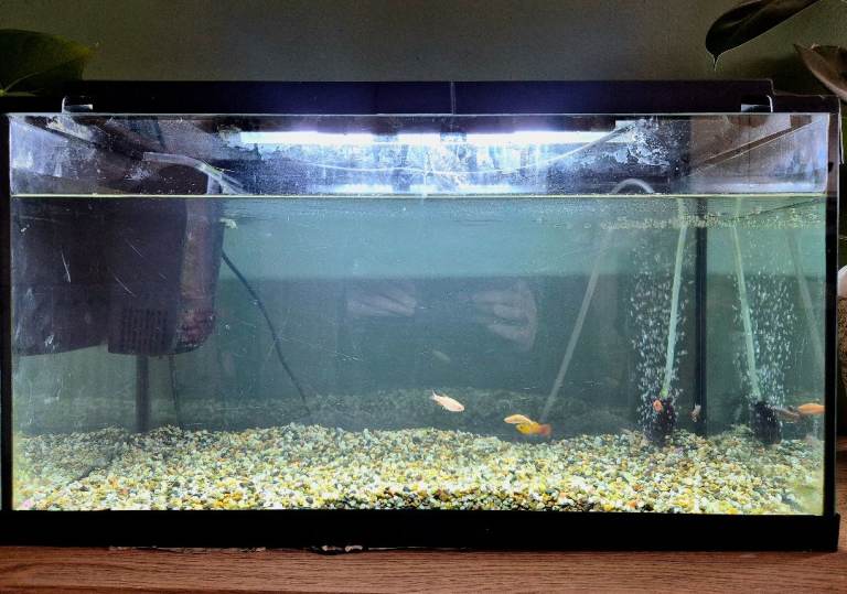 Fish tank