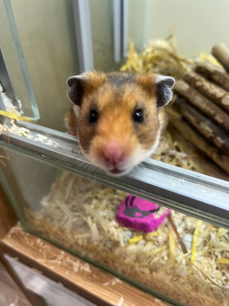Cute 6 month old hamster with a new cage and accessories 