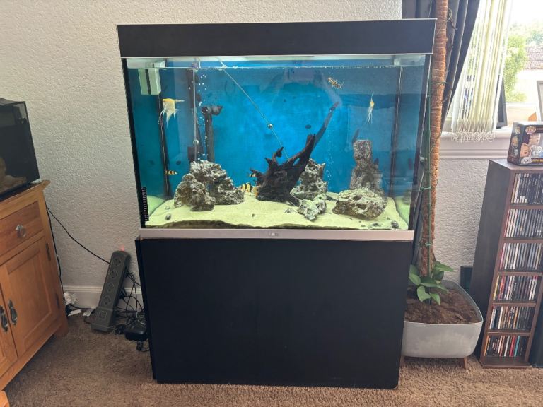 Fish and tank