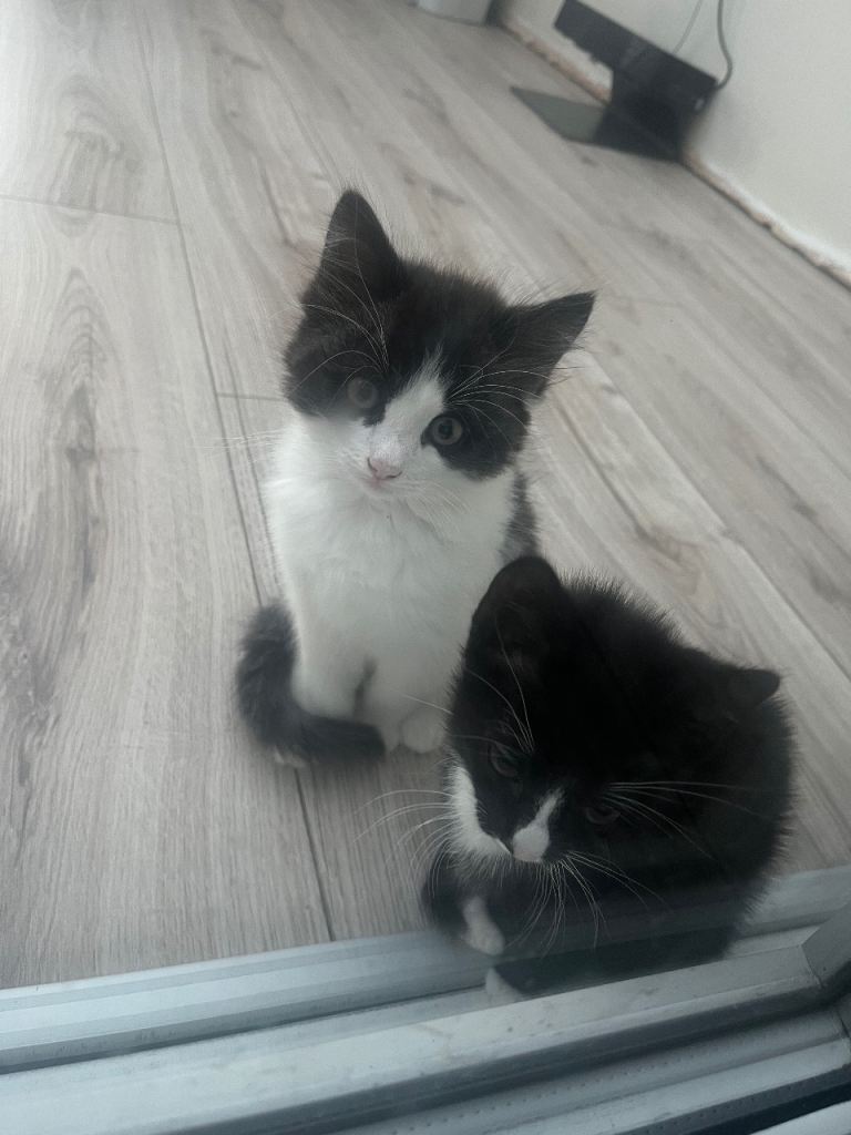 2 kittens for sale
