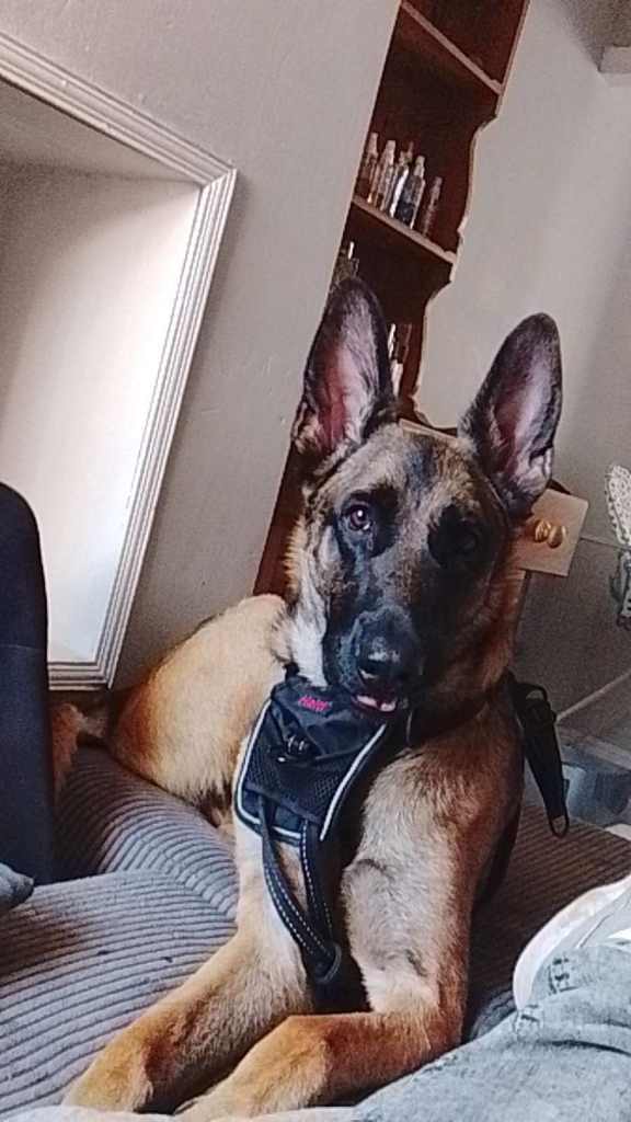 Beautiful German Shepherd Dog Looking for a Loving Home
