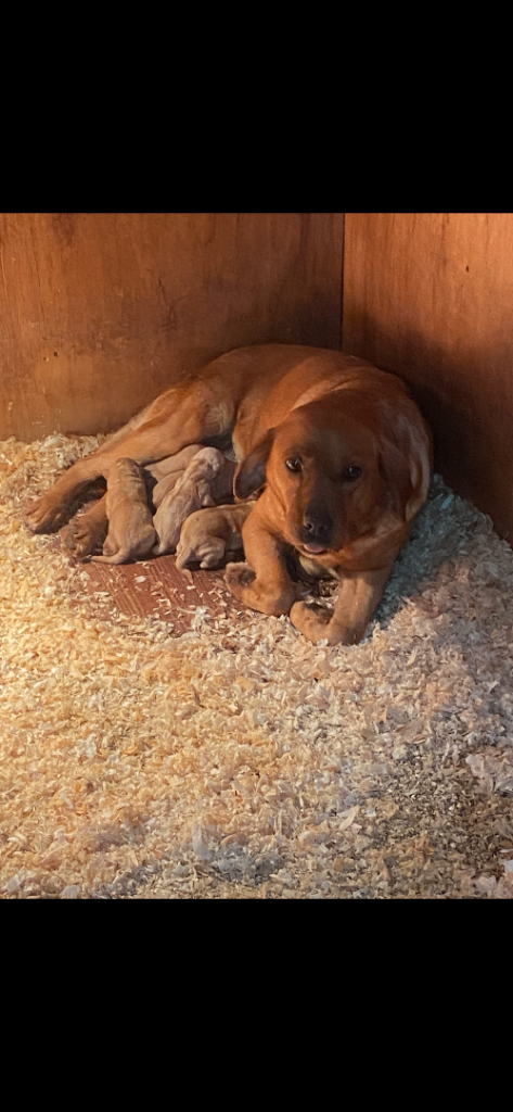 Red lab pups 