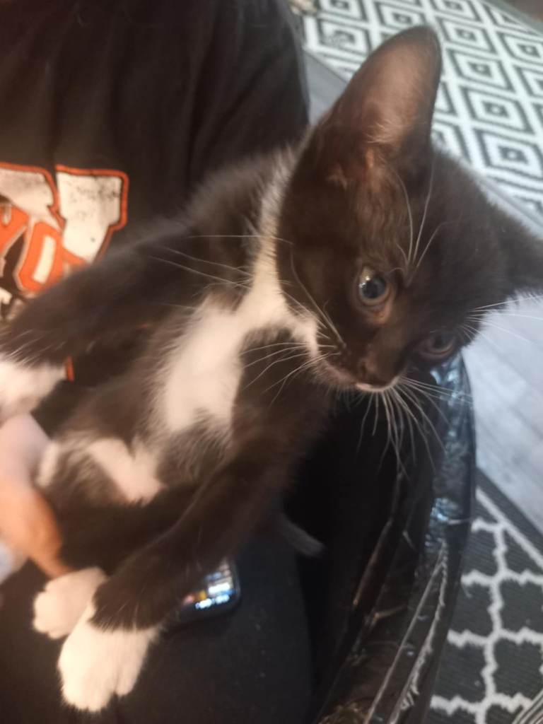  mix  kitten