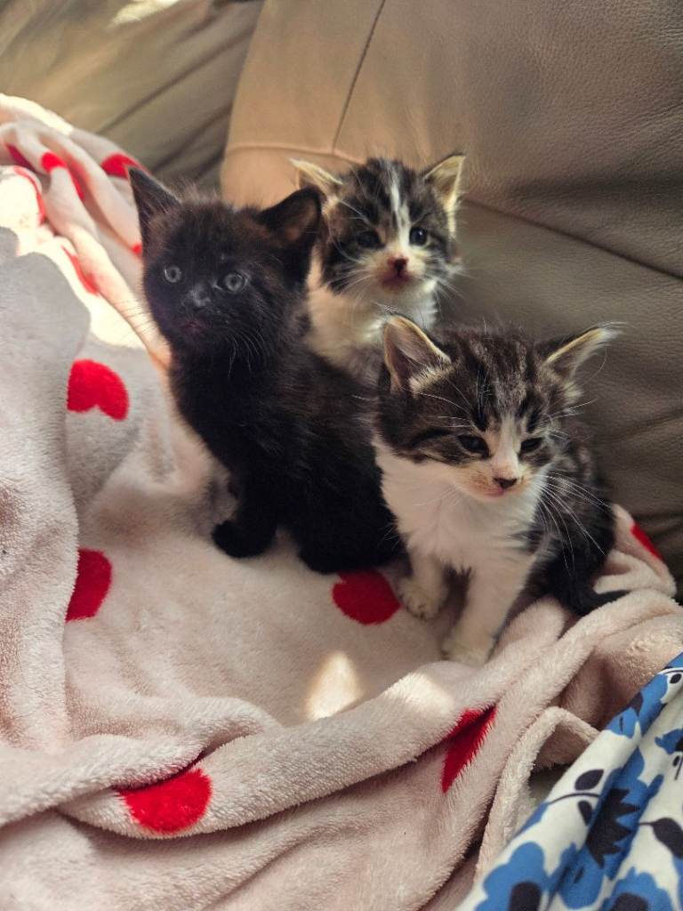 Kittens for reservation/sale