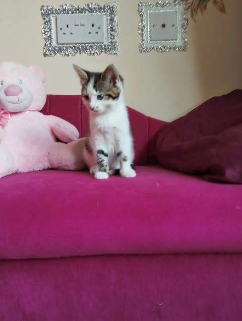 Selling 2 lovely kittens