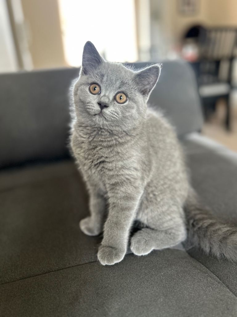 Pedigree British Shorthair Kittens (READY)