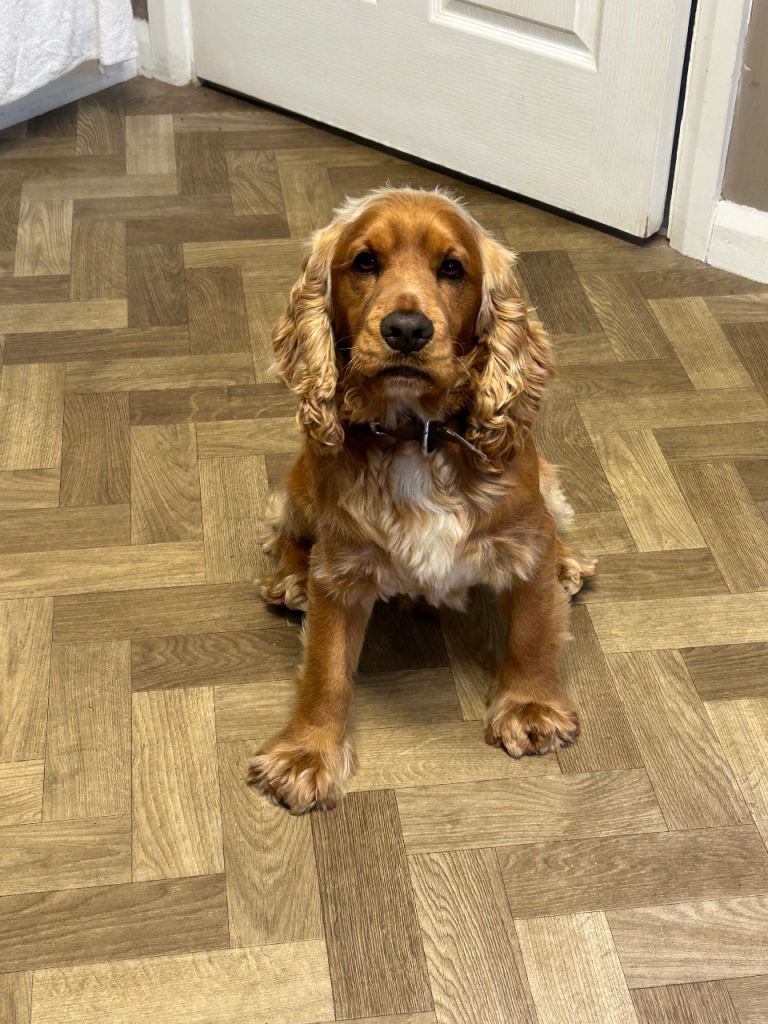 2 year old Cooper 