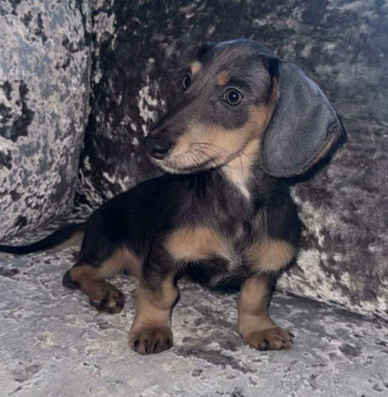 Miniature dachshunds 