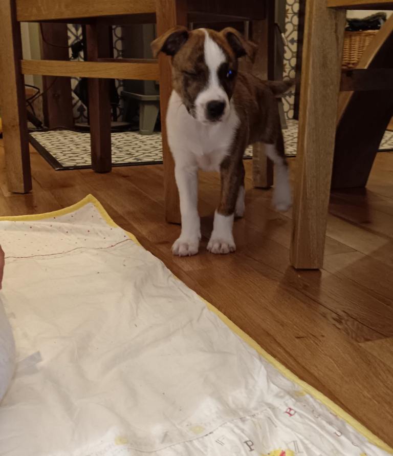 Staffy x Terrier in Walsall 1 boy ready to go 