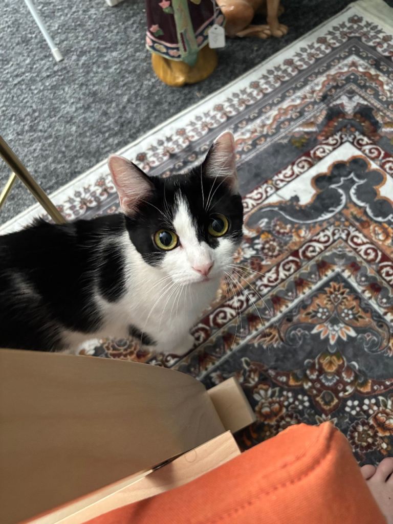 Domestic cat