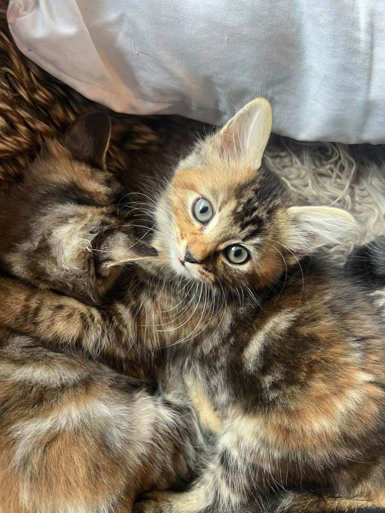 Three 3 tabby, fluffy girls looking for a loving home