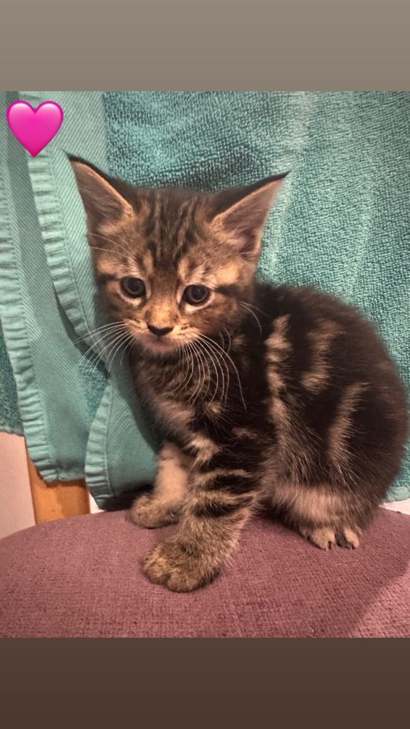 Part maine coon Mixed breed kittens 3🩷