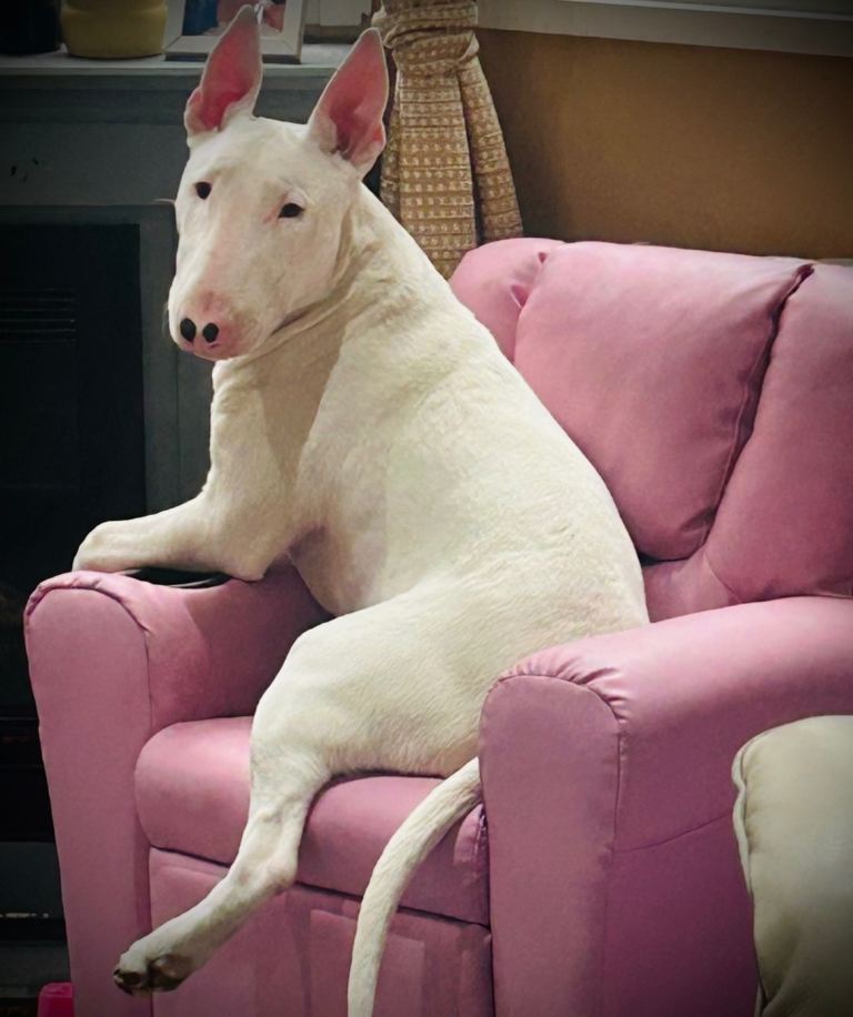 English bull terrier 