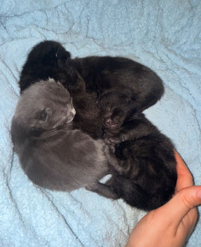 Mix breed Kittens ready to leave 