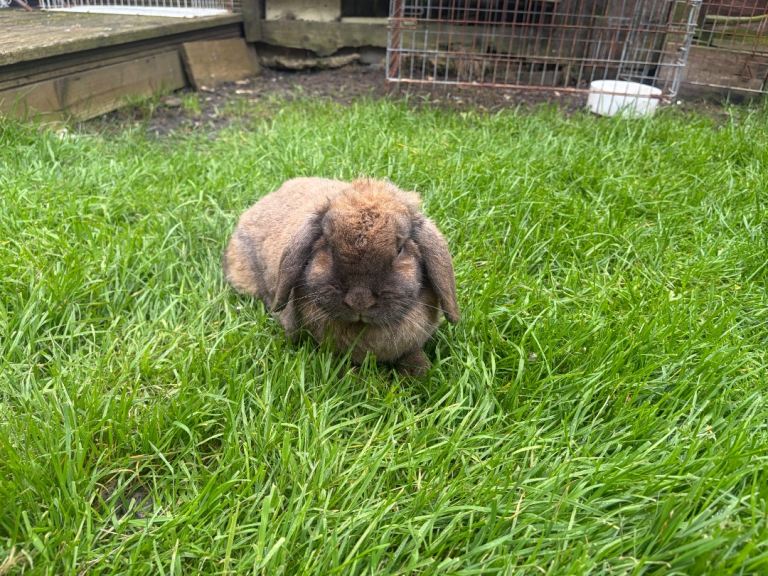 mini loop female rabbit