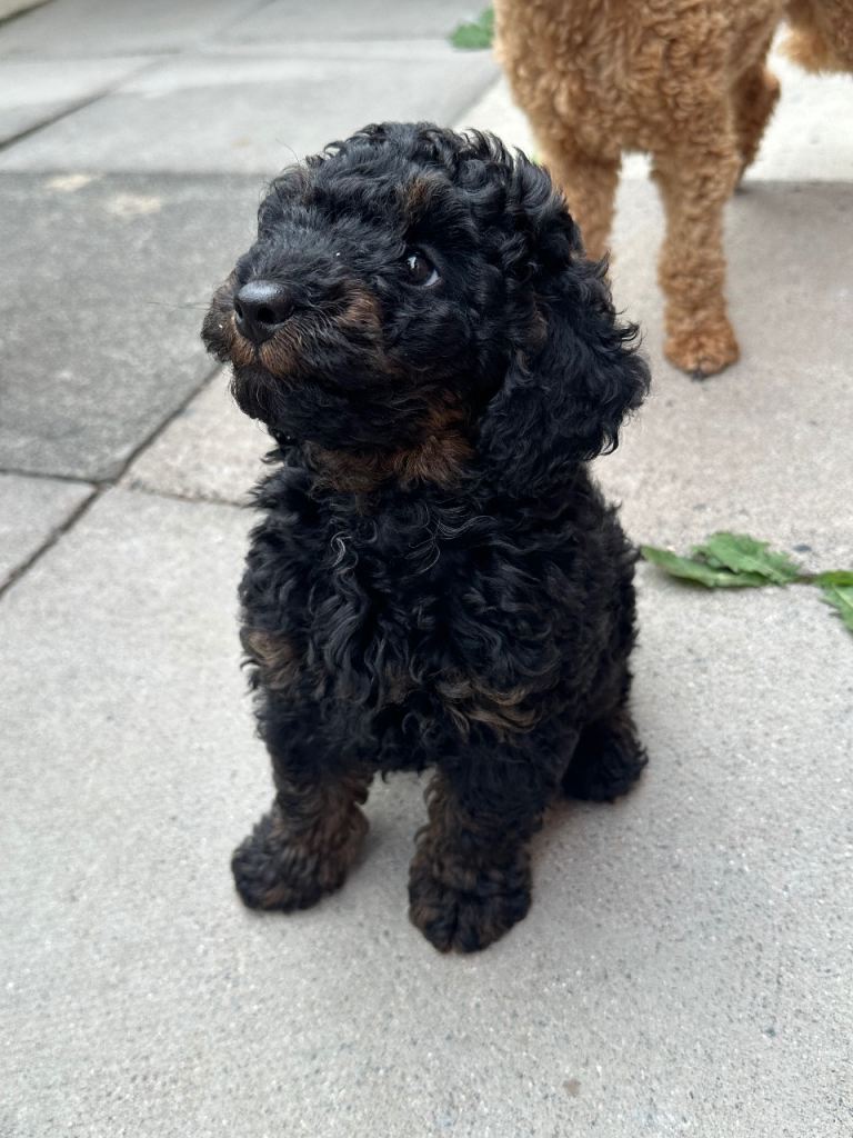 KC Toy-Poodle