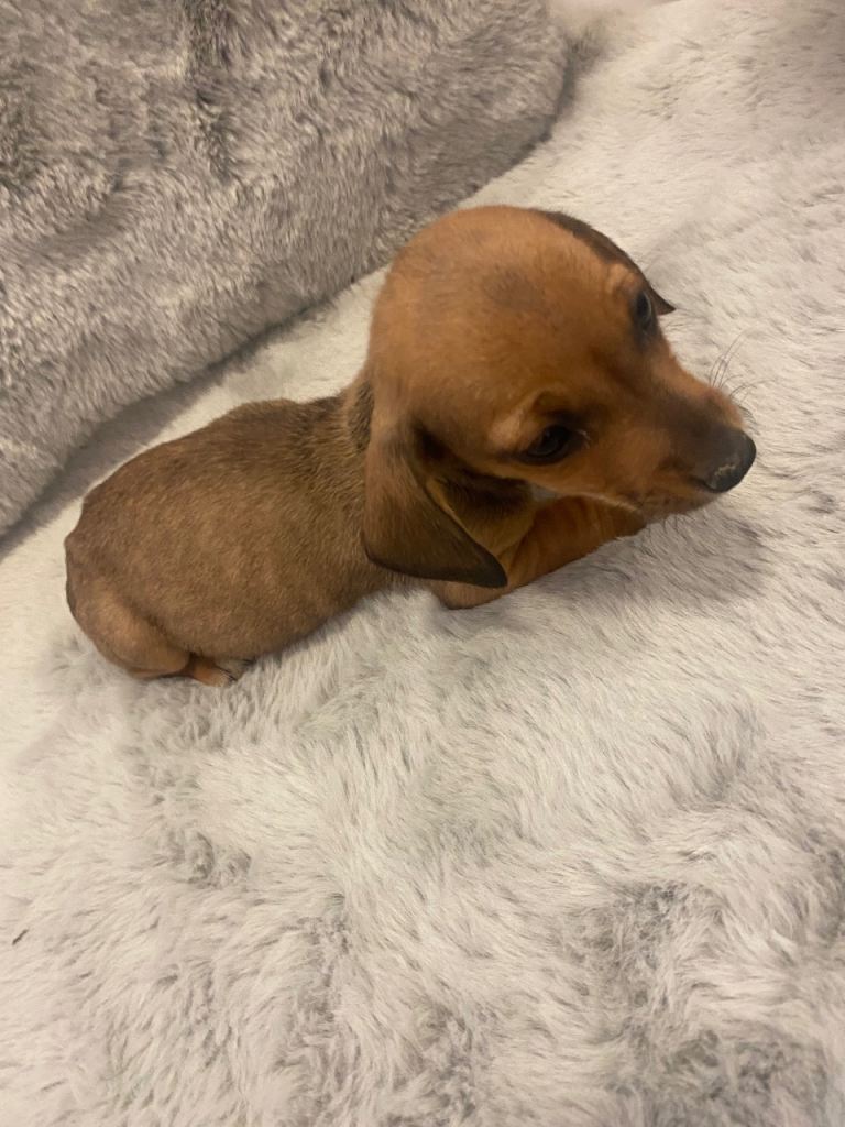 Miniature dachshund 