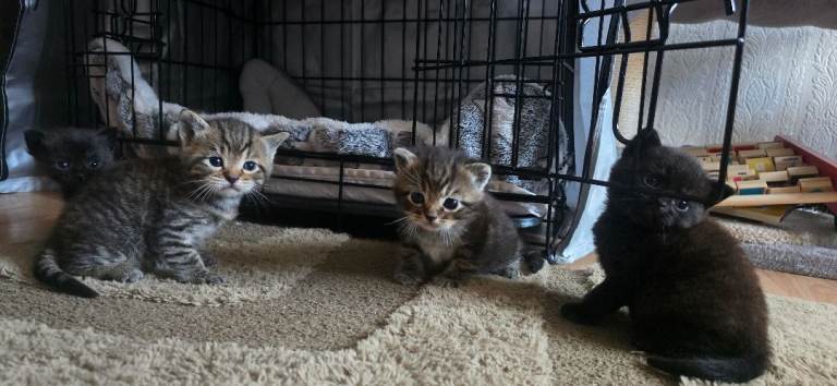 Kittens  British looking for a loving home.