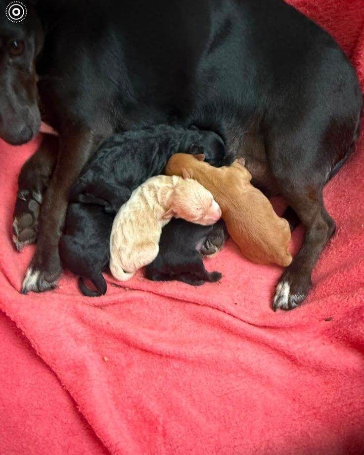 Jackapoo puppies 