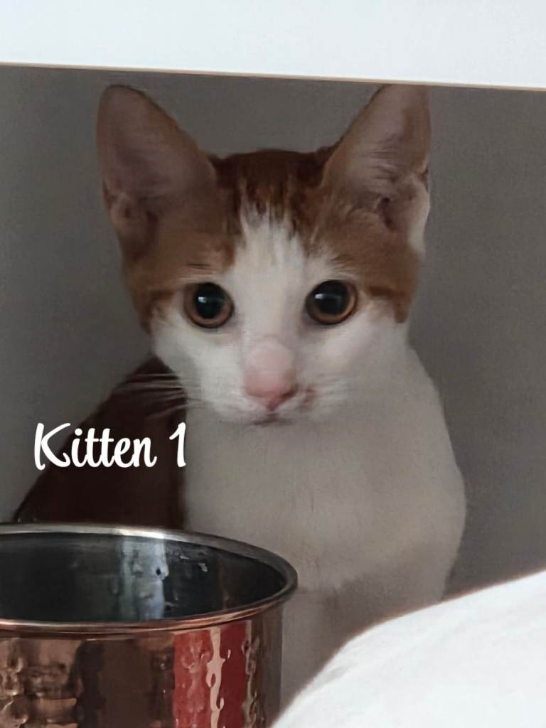 Gorgeous 5 month old kittens looking for their forever homes