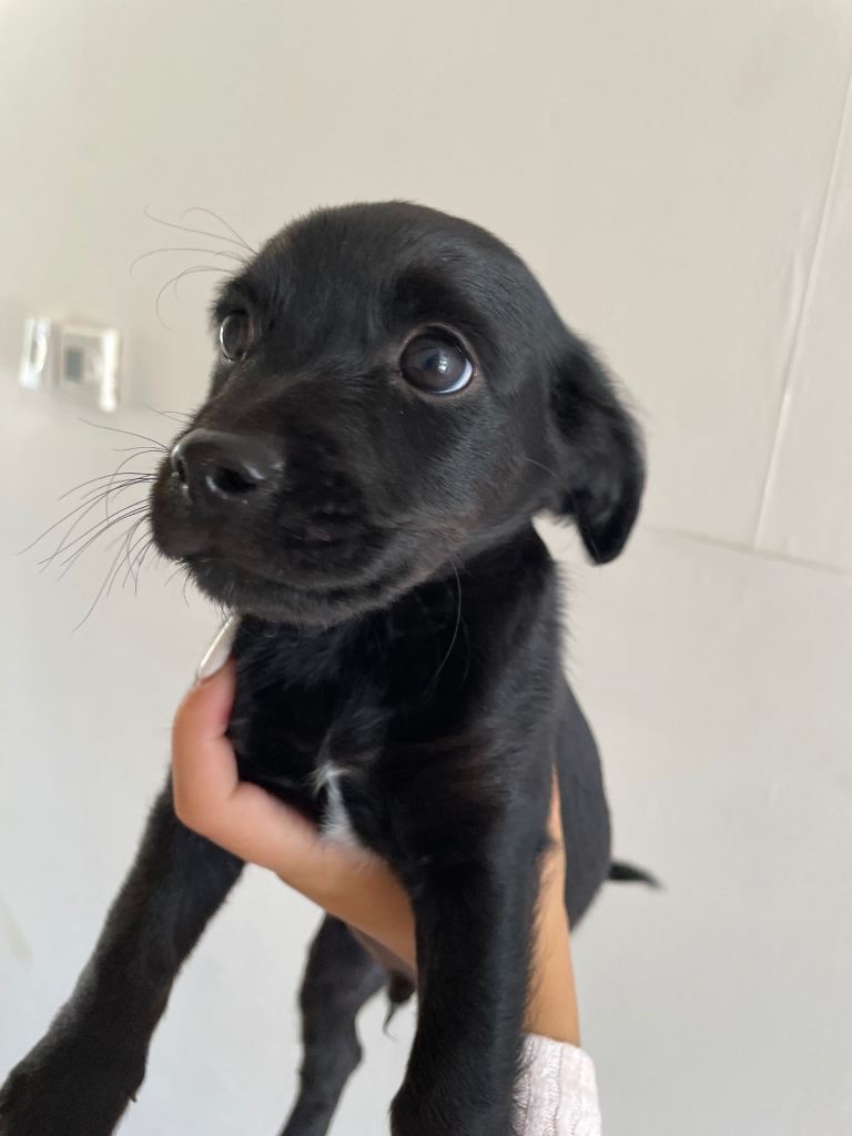 Chicapoo puppies